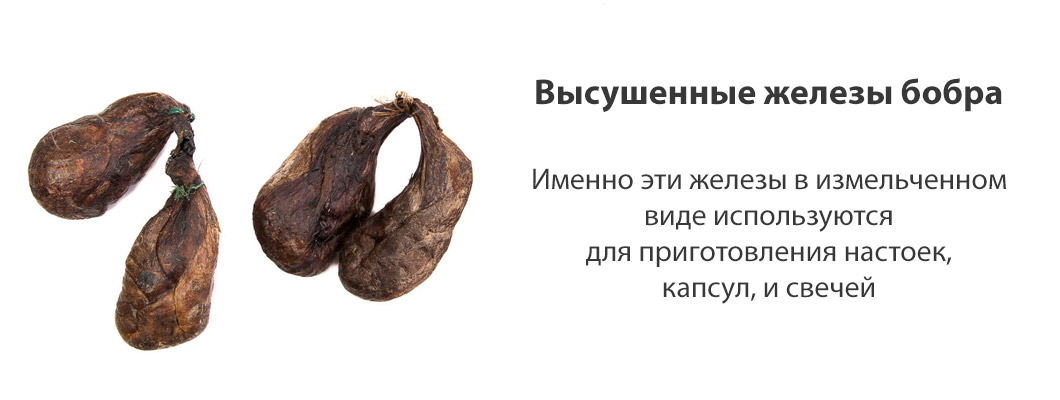 Сухие железы бобра